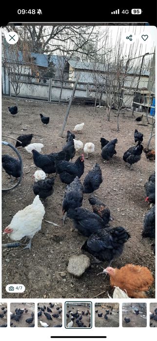 Джерсийский гигант