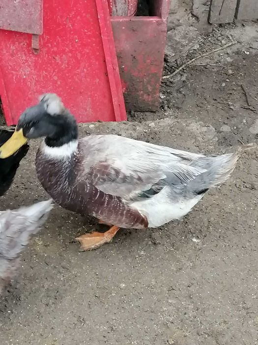 Ratoi motati talie mare