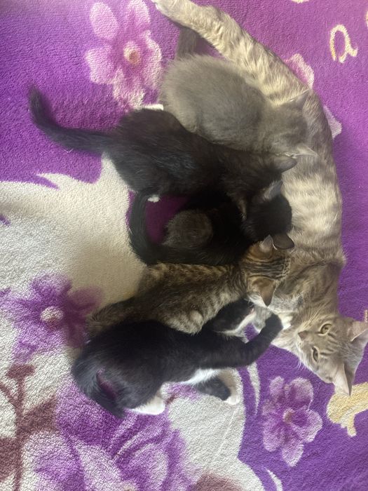 Милые и красивые котята