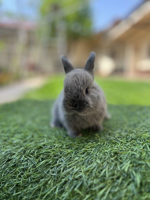 Quyon karlik dekorativ evro paroda