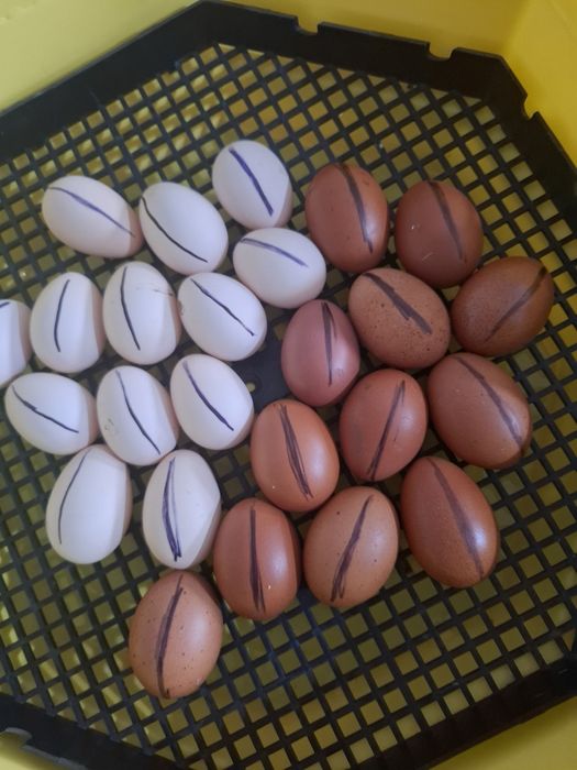 Ouă disponibile din rasele Brahma Portelan. Si rasa Marans .
