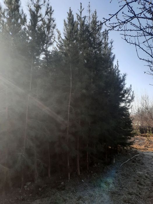 Сасна арча 5йиллик