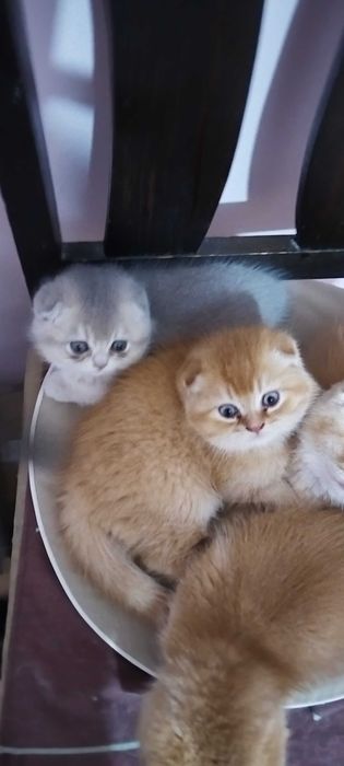 Разкошни златни клепоухи шотландчета