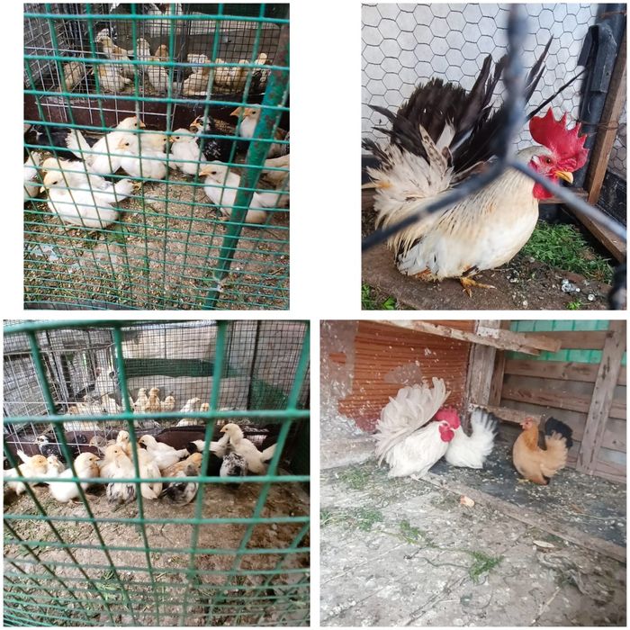 Chabo puisori si cocosei tineri
