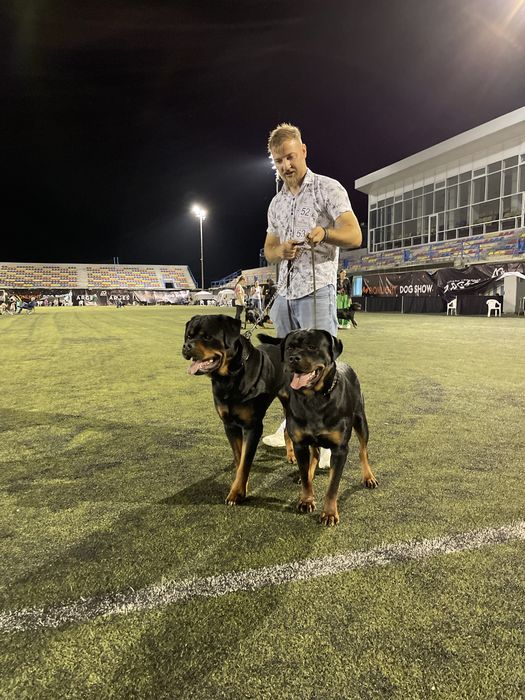 Vand pui rottweiler