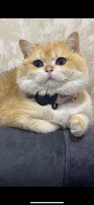 Vyazkaga britanskaya zalataya shinshilla, oltin rangli mushuk