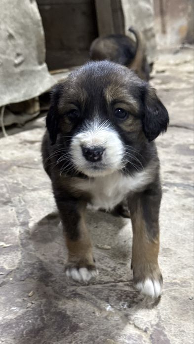 1 айлық күшіктер…