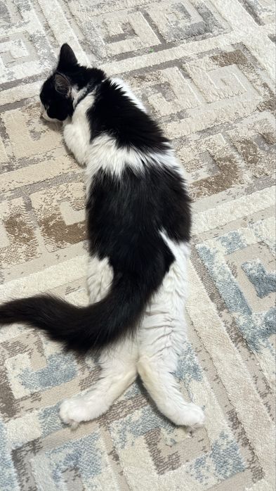 Отдам кошечку в добрейшие руки