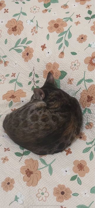 Продаётся котёнок бенгальской породы (девочка).