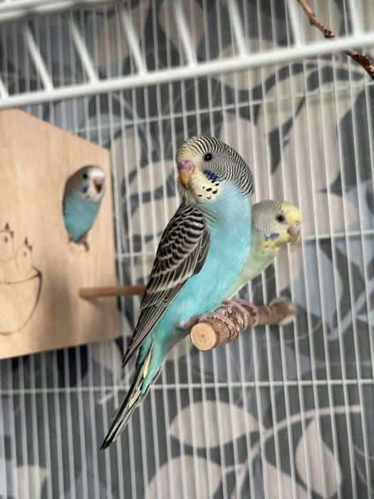 Пара волнистые попугаи