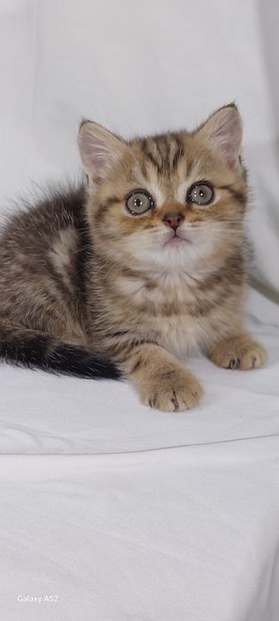 Продаётся котята породистые разные  расцветки уже  все  умеют