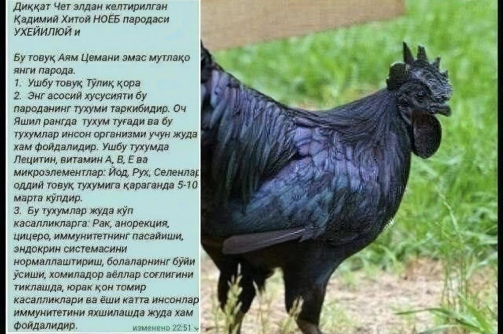 Qora tovuq uxayul jojalari