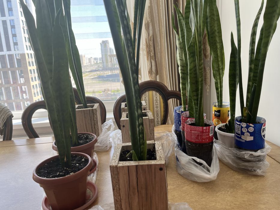 Сансевиерия (цветы комнатные)