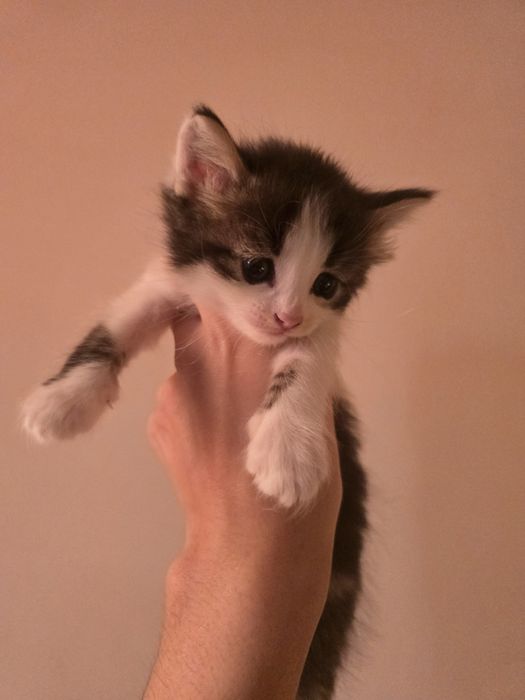 Котята в хорошие руки