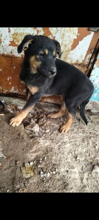 Отдам щенков в добрые руки