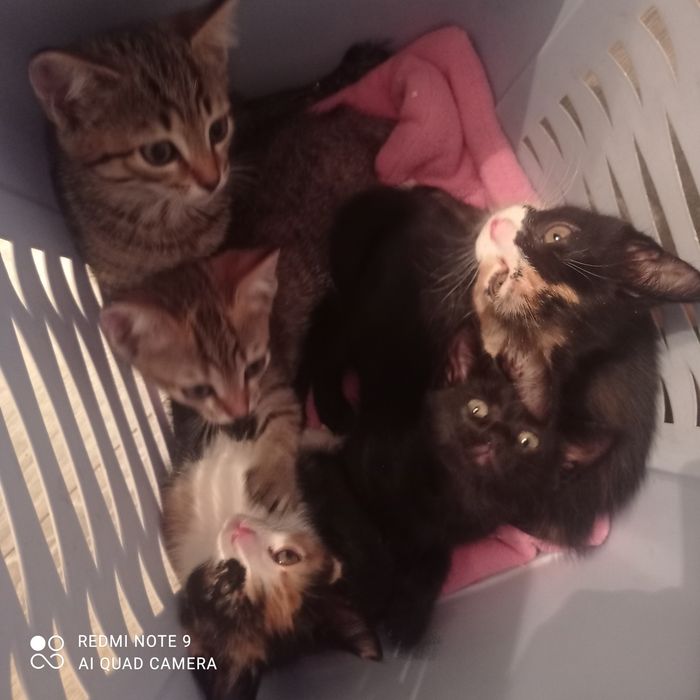 Отдам в хорошие руки