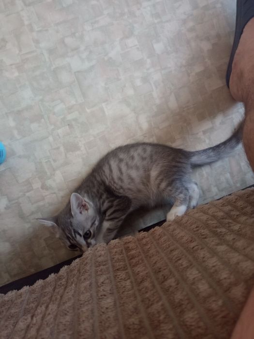 Отдам котёнка ,игривый!