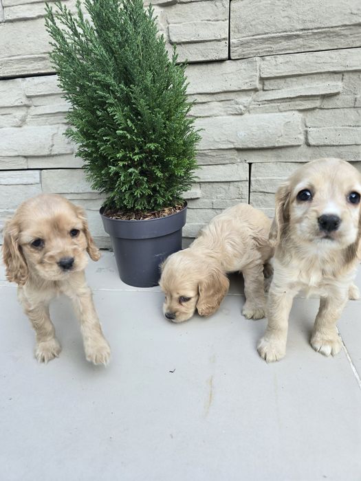 Чистокръвни Кокер Шпаньоли