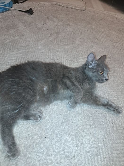 Отдаю кошку бесплатно