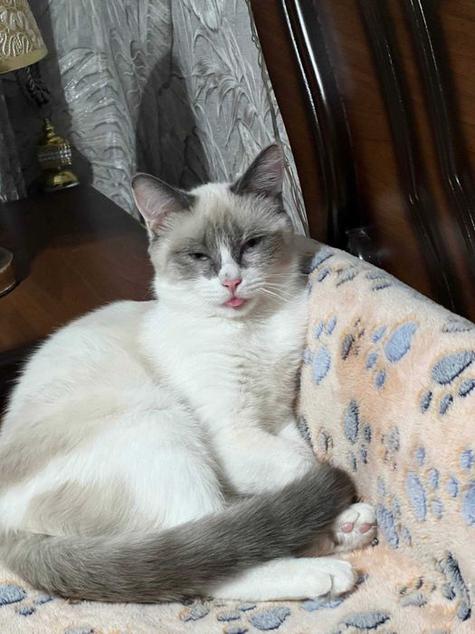 Котёнок Бусинка, 11 месяцев.