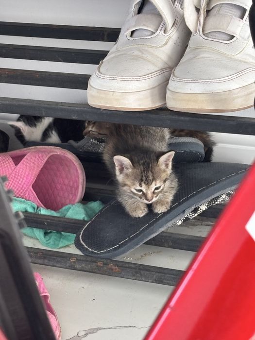 Котята котики марғаулар мысық