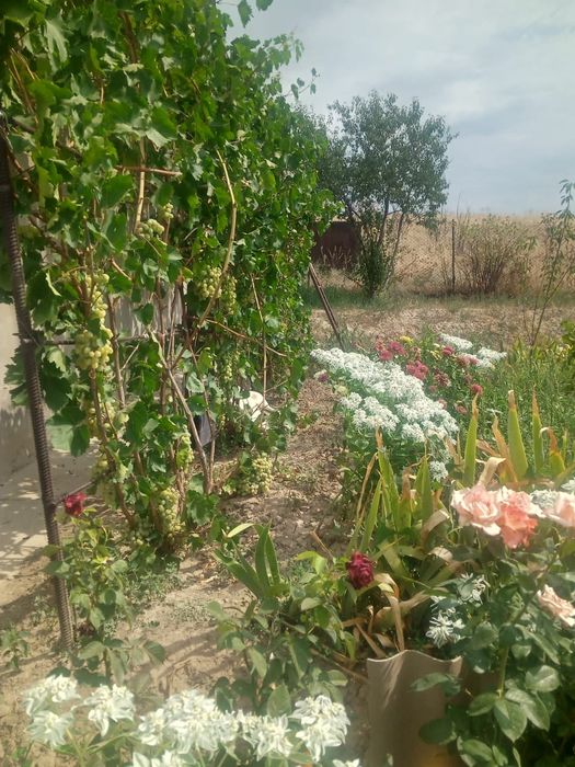 Срочно продам дом - дача