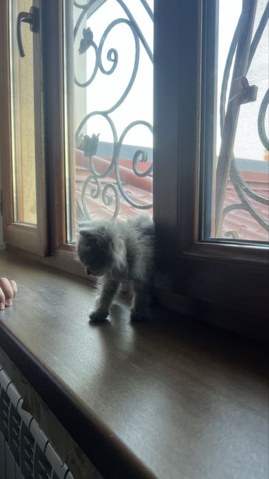 Умная серая Кошка