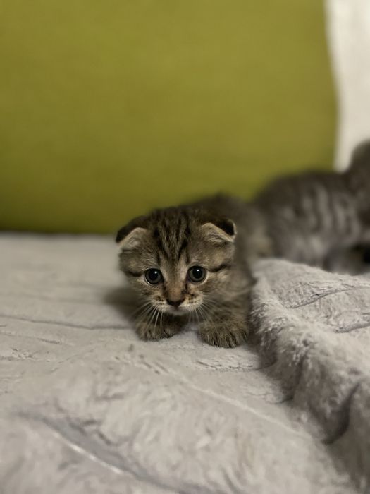 Веслаухие шатландцы