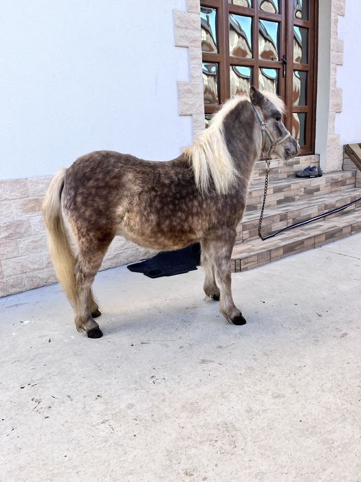 Ponei deosebit pasaport pedigree