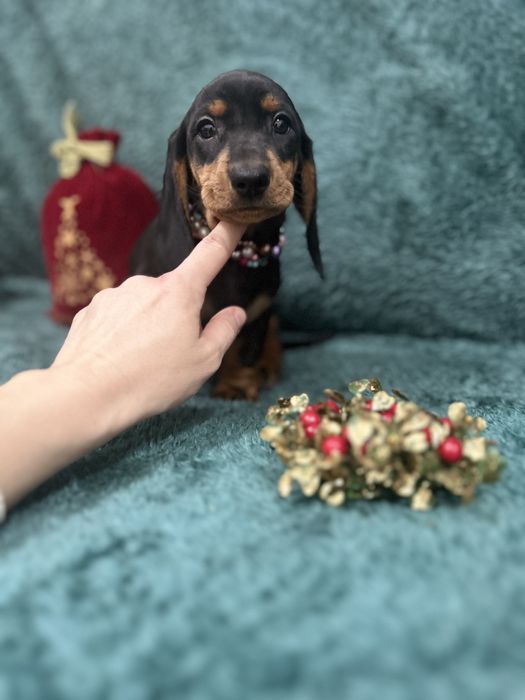 Femela teckel cu Pedigree FCI