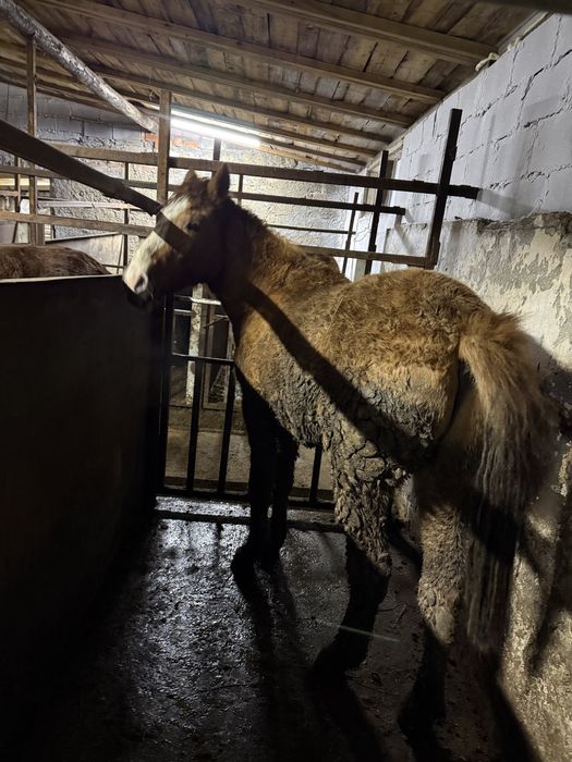 Лошадь с откорма жирная.