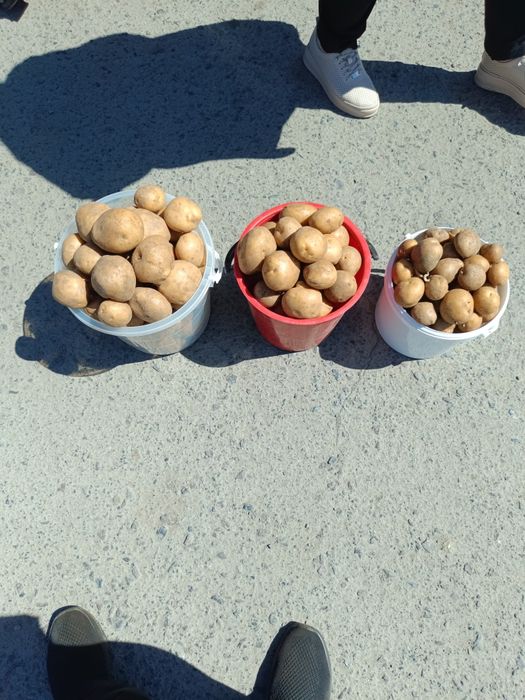 Продам картофель