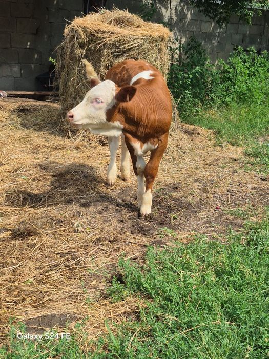 Vând o Viță a bălțată românească