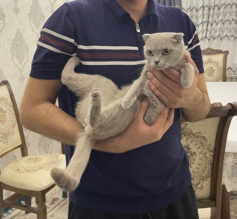 Mushuk zotli skotish fold