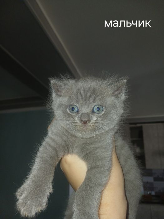Срочно котята ищут новый дом