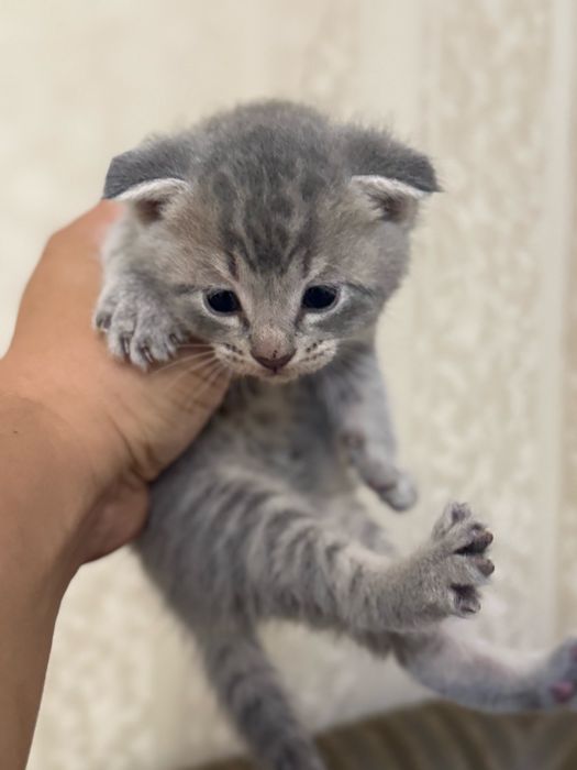 Вислоухие котята