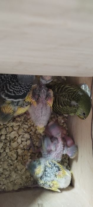 Peruși  ,pui și perechi reproducătoare