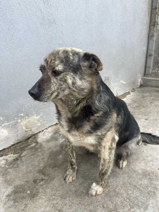 Adopta un caine - un sufletel are nevoie de stapan!