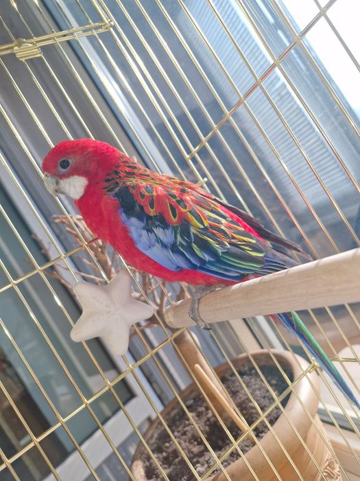 Розело красный самец молодой