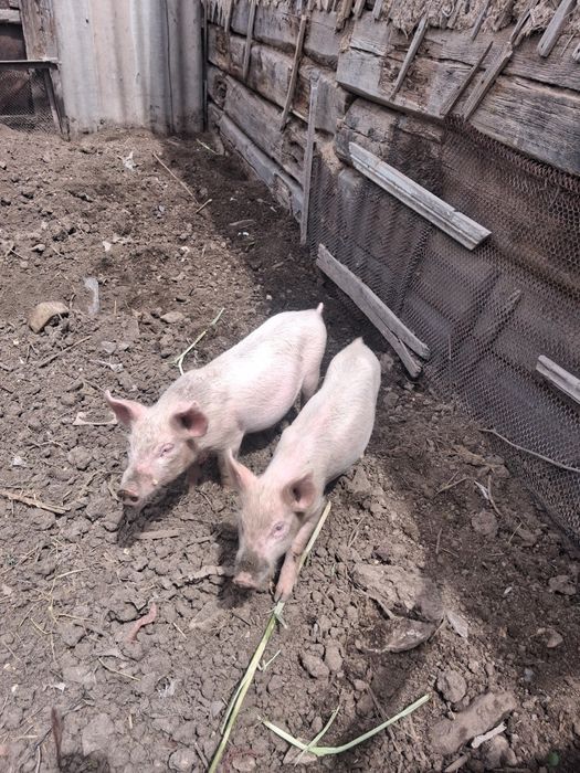 Продам поросят 2 мемяца