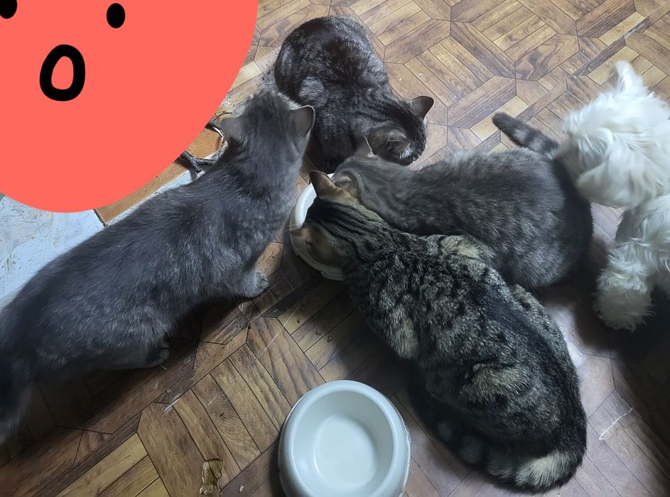 Donez  pisicuța dragalasa