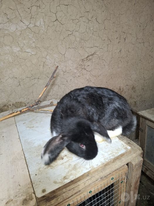 Кролик соглом сотилпди