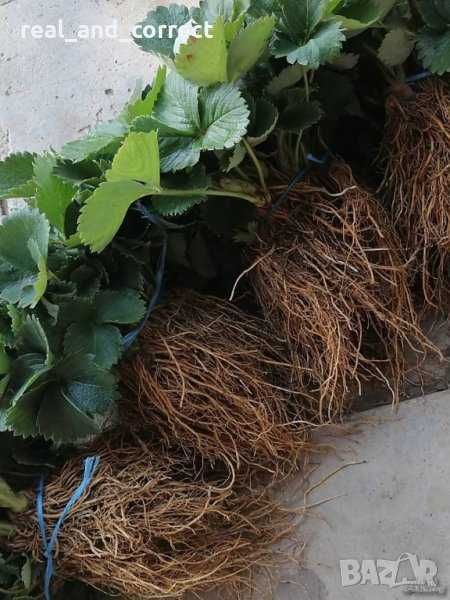 От Производител Уникален Разсад Ягоди и Малини