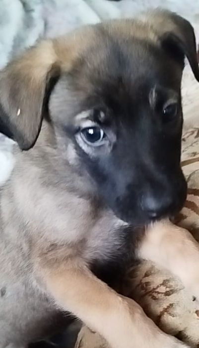 Предлагаются друзья для вашего дома