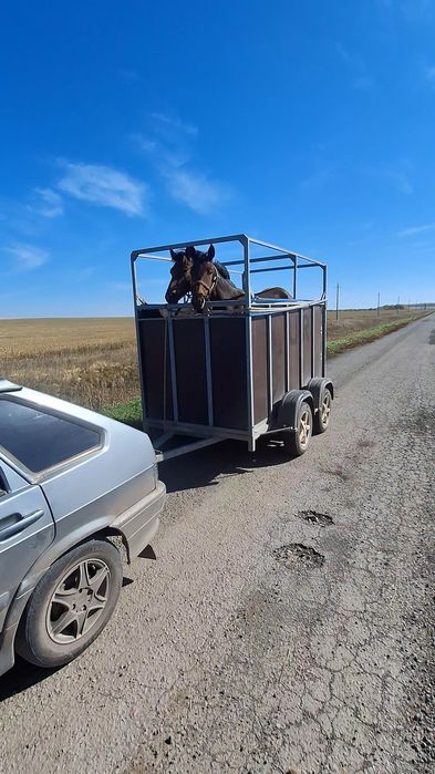 Продам Коневоз на две лошади