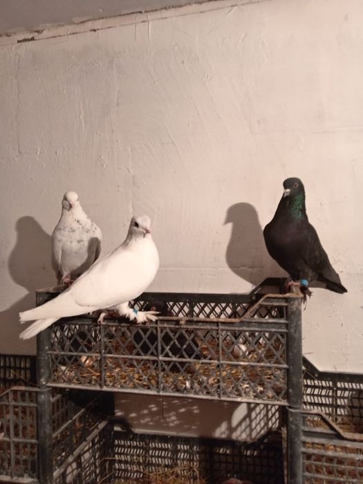 Голуби Продаются
