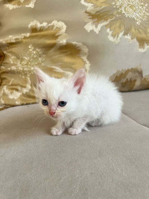 Отдаем бесплатно котят