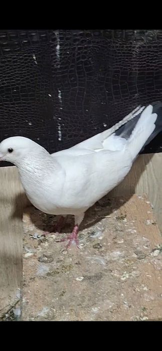 Голобиь всоколотни
