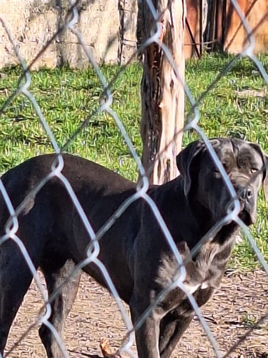 Donez femela cane corso
