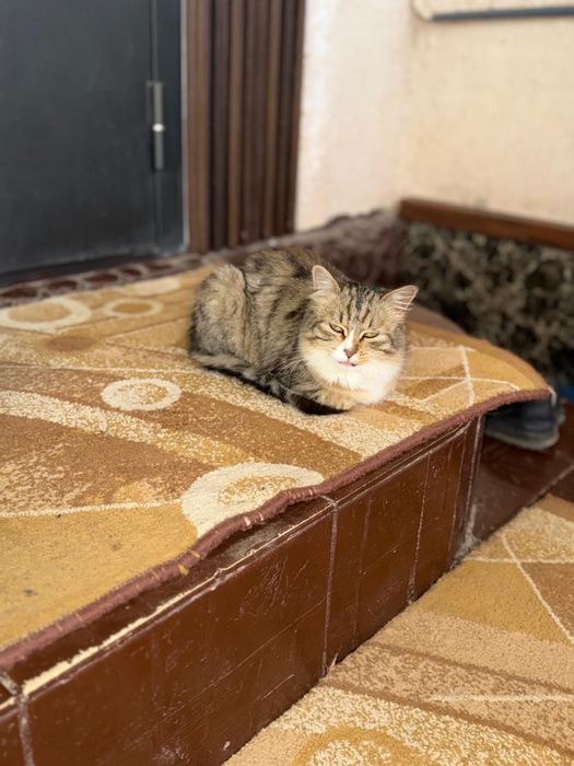 Отдам в хорошие руки кошку
